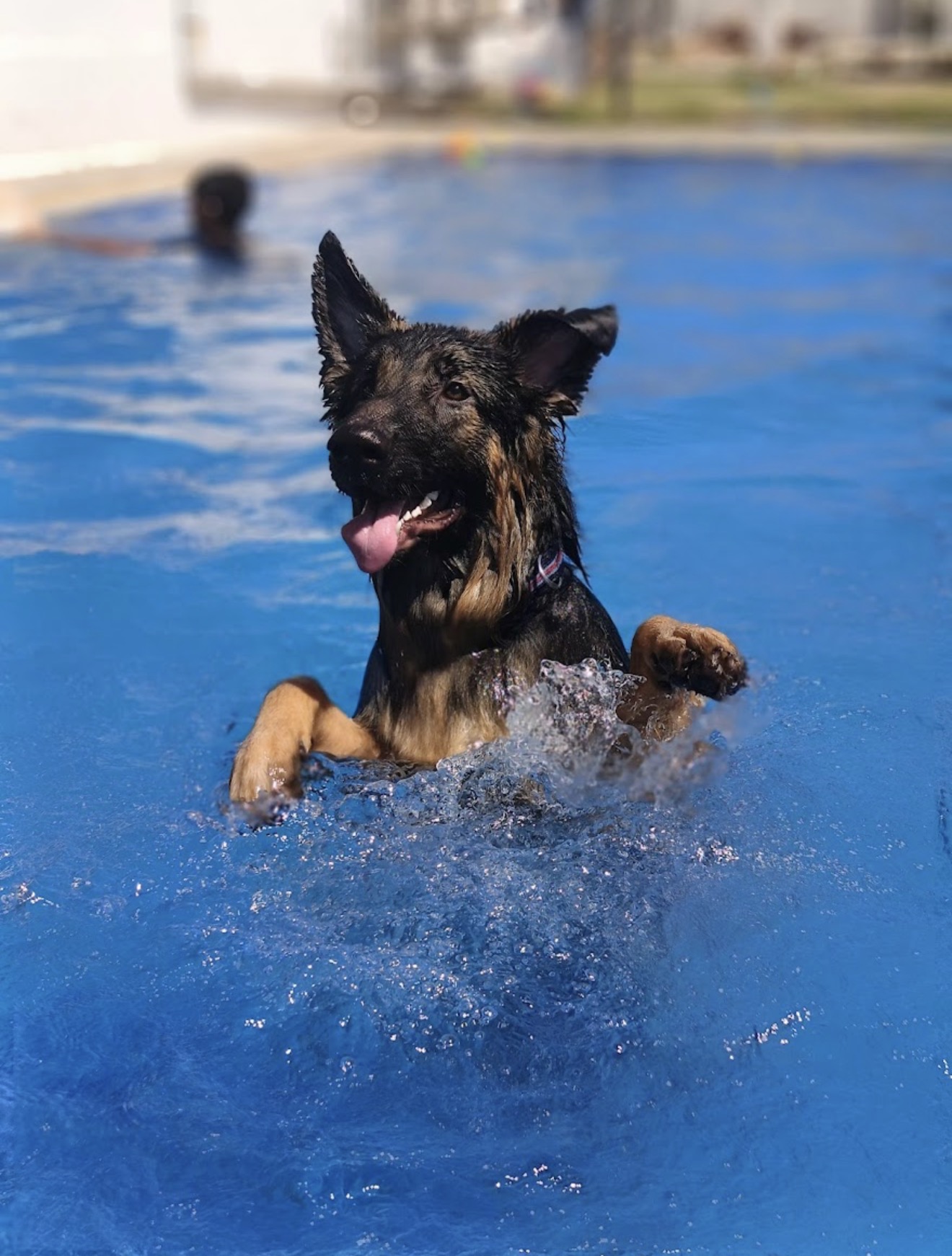 Swimming, boarding, grooming, and more in one premium club.